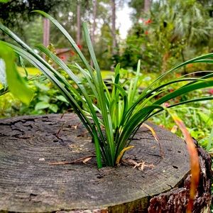 David Kelii @ tallyfinds